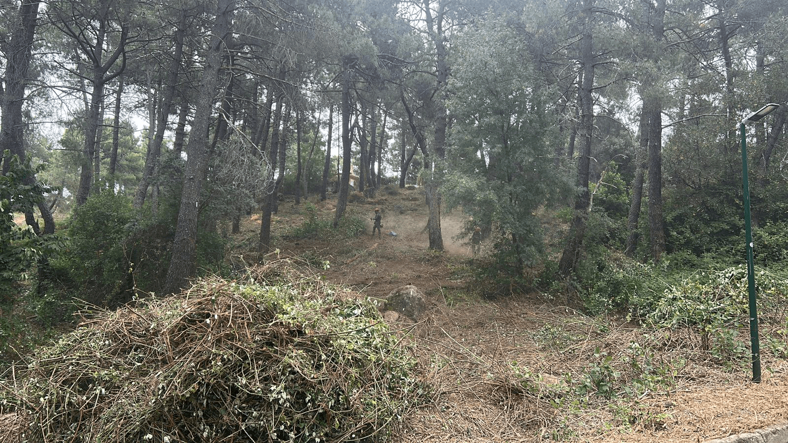 Limpieza y desbroce de zona forestal
